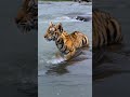 Baby Tiger Rescued from Flood Heartwarming Survival Story #viral #tiktok