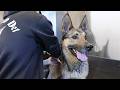 Military Working Dog 'Edzsi' and Handler U.S. Army Sgt. Brianna Plush