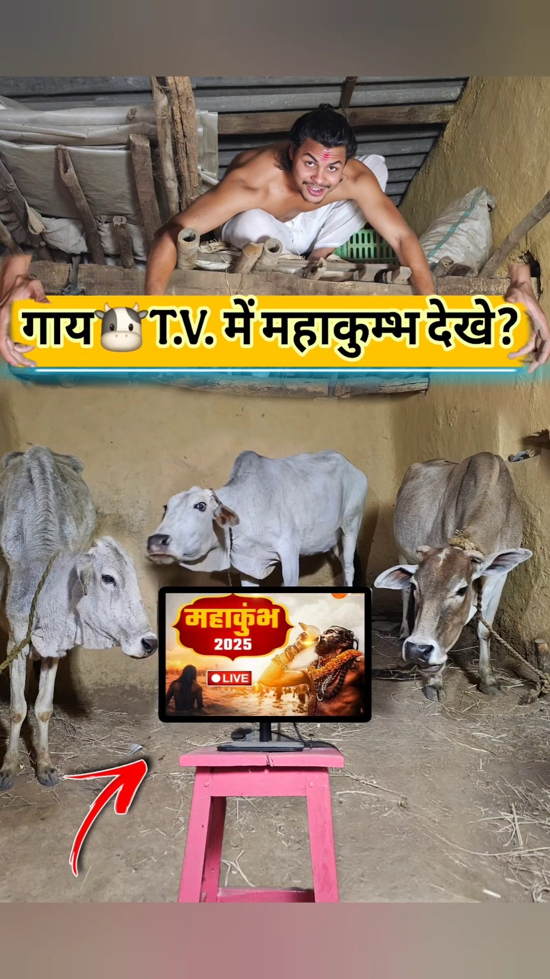 क्या गाय?T.V. मे महाकुम्भ देखे???#mahakumbh #comedy #prayagraj