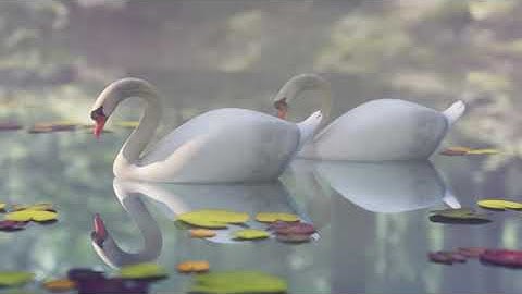 swans