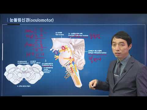 신경과학(신경해부학) 27강 숨뇌와 뇌신경핵 medulla oblongata 연수 cranial nerve