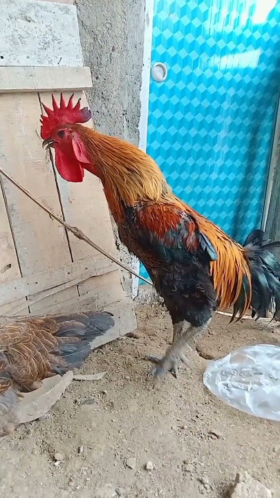 Suara Kokok Ayam Pelung Juara Kontes 👉Trah Pun Gempar