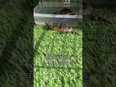ラウル リオン 今日の二人 Shorts かめ イシガメ ニホンイシガメ Cuteanimals