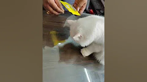 Watch the video about Persian kittens