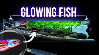 FLUORESCENTLY colored RAINBOW shiner joins HILLSTREAM AQUARIUM | EP2 SLOPED RIVER TANK