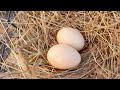 Améliorer la ponte des poules