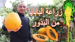 زراعة شجرة الباباي من البذور