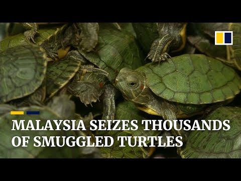 Video: Tusinder Af Smuglede Skildpadder Beslaglagt I Malaysia Lufthavn