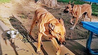 Belgian Malinois Hybrids With Extreme Energy Visit Dog Park