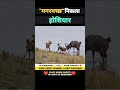 देखिए मगरमच्छ कितना चालाक निकला 😱 । animal shorts । #shorts #ytshorts