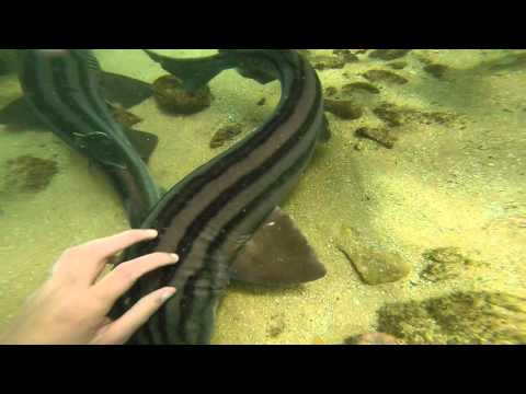 The cutest, friendliest sharks... featuring a photobombing pyjama shark