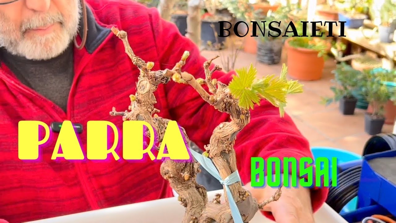 🍇 Виноградная лоза