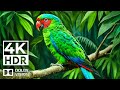 Ultimate Wildlife Collection 4K HDR | Cinematic Sound &amp; Brilliant Animal Life