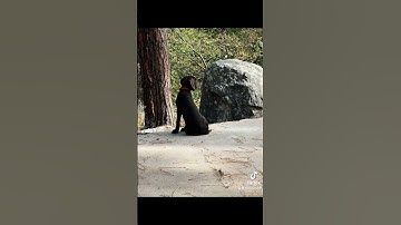 NAVHDA pudlepointer bird dog