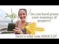 Hard Pruning Tomato Update + Pruning Pepper Seedlings