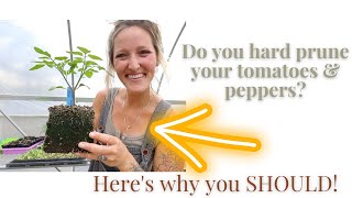 Hard Pruning Tomato Update + Pruning Pepper Seedlings