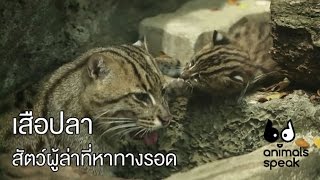 เสือปลา สัตว์ผู้ล่าที่หาทางรอด : Animals Speak [by Mahidol]