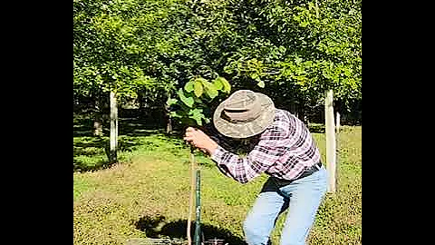 Grafted Persimmon @pawpawchronicles-n-morewit1210