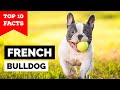 French Bulldog - Top 10 Facts の動画、YouTube動画。