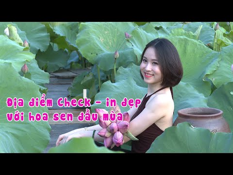 Video Điểm Check - in đẹp với hoa sen đầu mùa | PTTH Thanh... - youtube