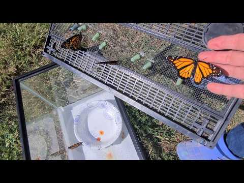 Releasing Six Monarch Butterflies We Raised Indoors