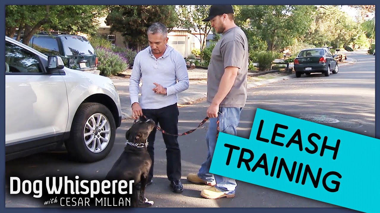 Cesar Millan Trains Aggressive Pit Bull To Walk On Leash Dog