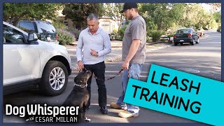 Cesar Millan Trains Aggressive Pit Bull To Walk On Leash | Dog Whisperer