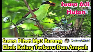 SUARA PIKAT MP3 BURUNG EKEK KELING TERBARU DAN PALING AMPUH AUDIO JERNIH DIJAMIN ANTI ZONK