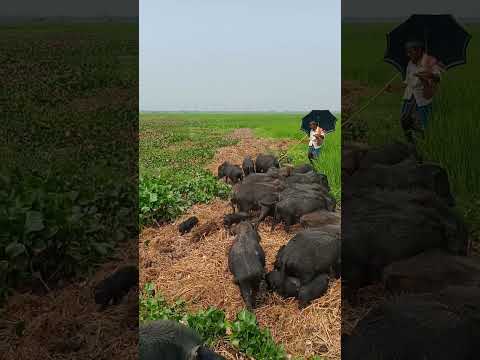 pigs, hog, boar,funny