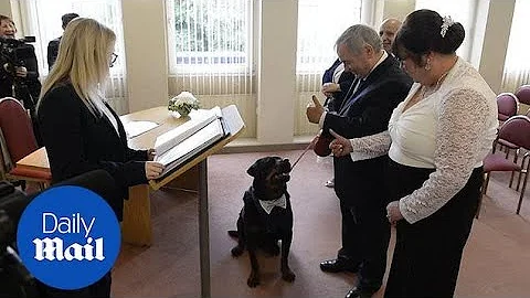 Rescue Rottweiler was the best man for his owner's...