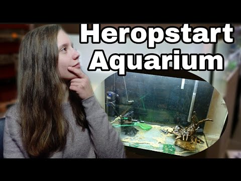 Video: Gids Voor Het Opzetten En Schoonmaken Van Een Aquarium