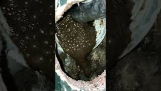 Churning The Dukey Butter