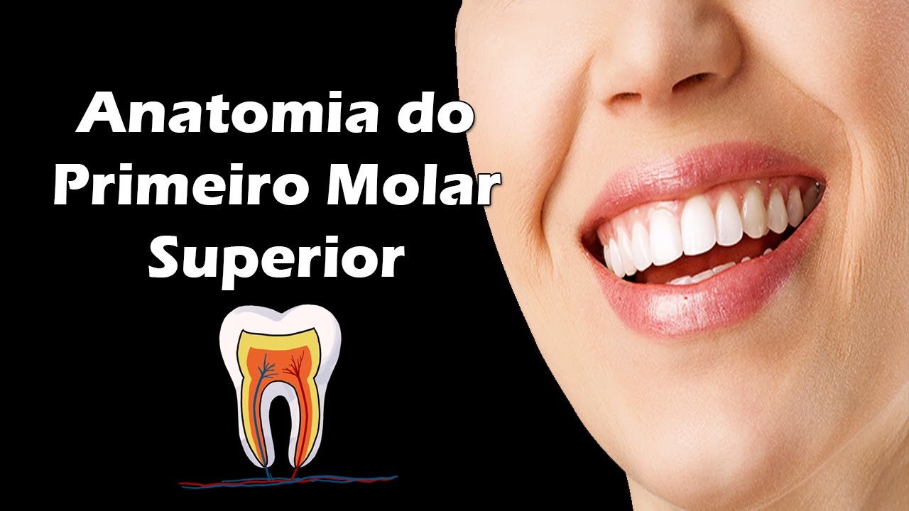 Anatomia do Primeiro Molar Superior Aula de Anatomia Dental Dente 16 e Dente 26 YouTube Anatomia do Primeiro Molar Superior Aula de Anatomia Dental Dente 16 e Dente 26 YouTube