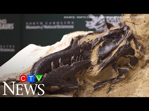 67-million-year-old fossil appears to show dino fight