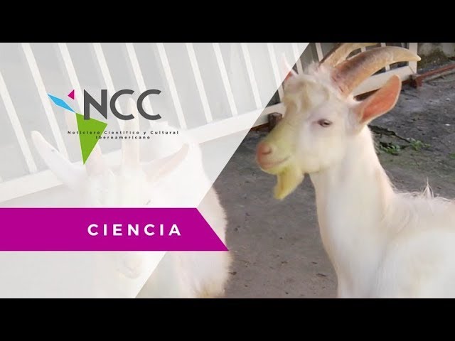 Cabras trasngénicas esperanza para la salud