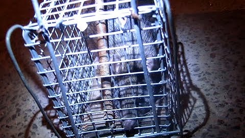 Hunter in the City : Bẫy chuột cống heo (Trapping big mouse)