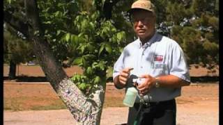 How To Add Zinc To Pecan Trees