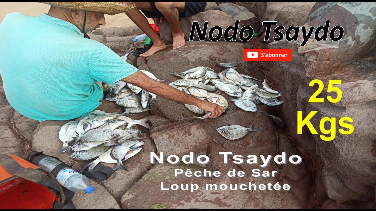 استهداف سمك ابلاغ و الشرغو في مناطق مصايد الشاطئ الابيض - سيدي إفني - Pêche au    Bar-moucheté & Sar