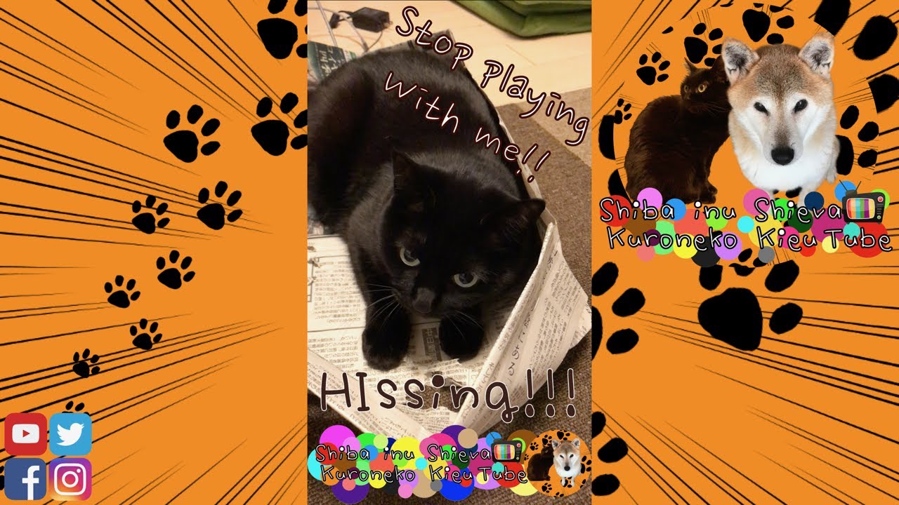 黒猫hissing 突然本気で怒って威嚇するかわいい黒猫きゅうちゃん 猫怒る声 Kieu The Cute Black Cat Gets Angry And Hiss At Me Shorts Youtube