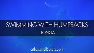 Swimming with humpback whales in Tonga