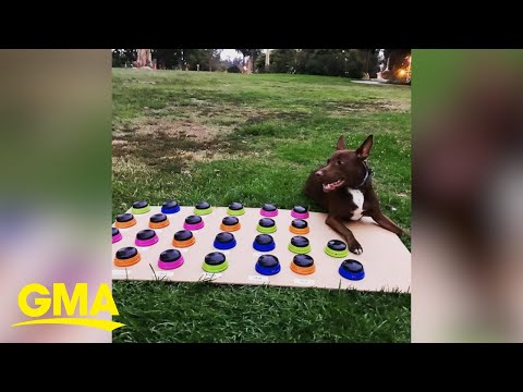 Wideo: Doggone Smart Apps