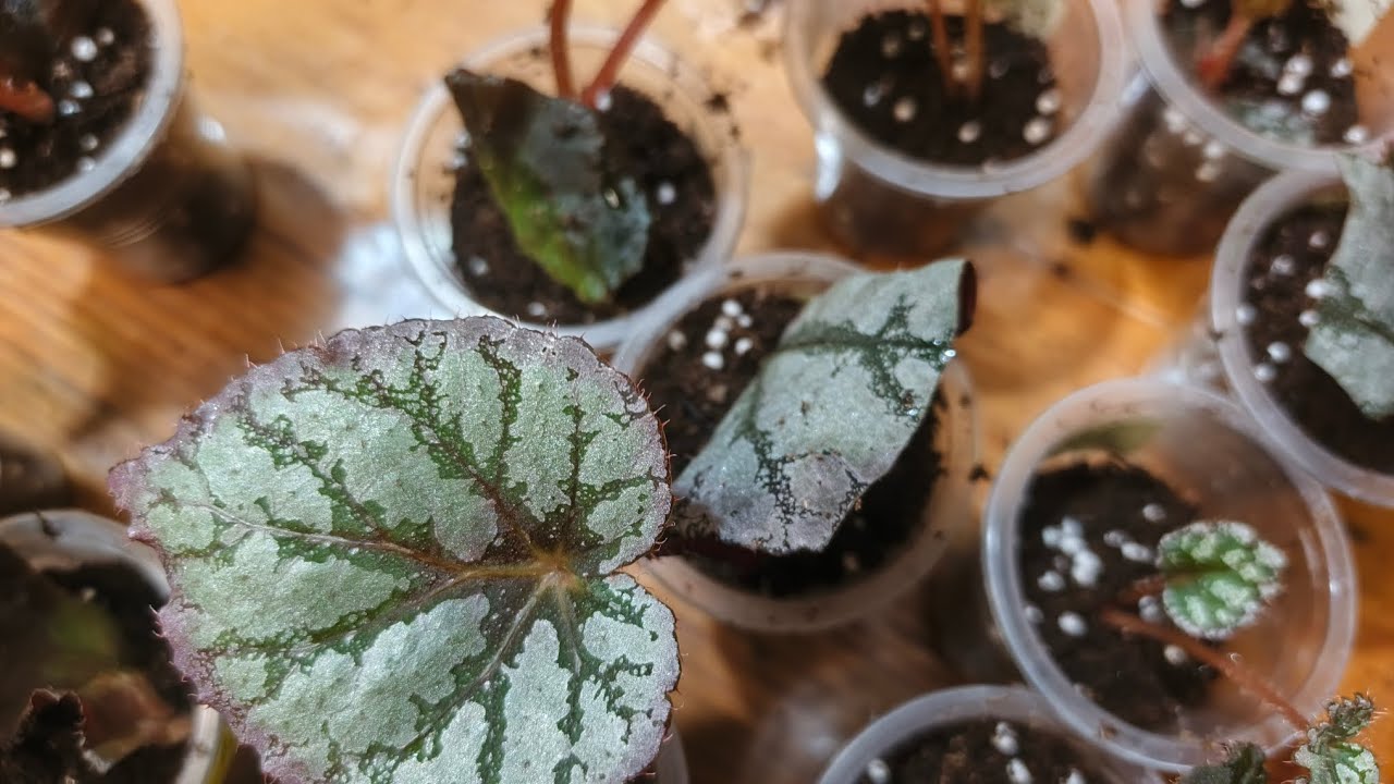 Мои бегонии давно этого ждали. Пересадка день X!