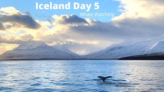 Iceland Day 5 - WHALES by Mag aMusing 74 views 2 years ago 9 minutes, 44 seconds