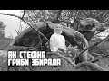 Епізод 8 | Як Стефка гриби збирала