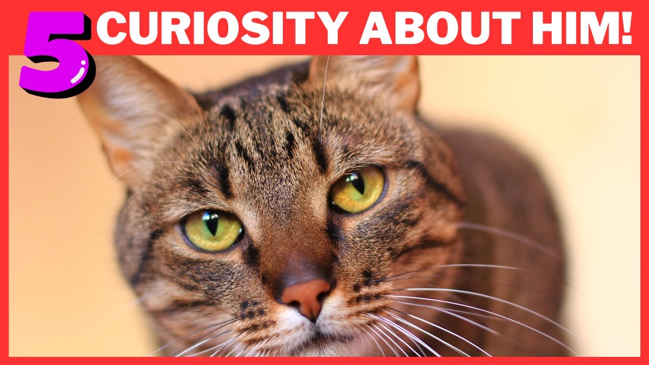 5 Fun Facts About Tabby Cats - YouTube