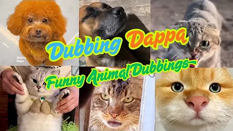 Video 11475651: funny animals compilation, funny cats dogs