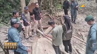 PEMBALAKAN LIAR DI CAGAR ALAM NAPABALANO DIGAGALKAN