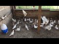 Бойные голуби Евгения. Самара. 2 часть