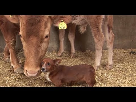 ძაღლმა იმდენი იტირა,  გაყიდული ძროხა უკან დააბრუნეს