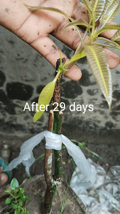 Mango Tree Proper Grafting Technique #mangograft #propergrafting #short #aam